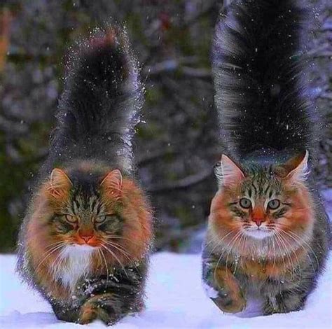 Lovely Couple 🐈🐈 Norwegian Forestcat 😽😽😽🌳🌲 Gorgeous Cats Pretty Cats