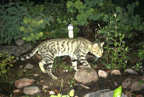 Australian Feral Cats Kill A Million Reptiles A Day Study The Japan