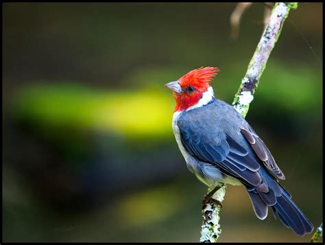 Red Crested Cardinal In Hawaii Oct 2018 M43