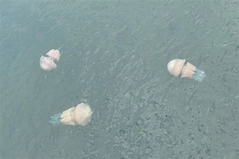 Fascinating Images Shows Jellyfish As Big As Dustbin Lids In Water