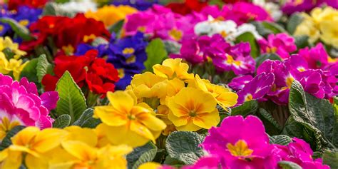 how to grow primroses best primrose varieties which
