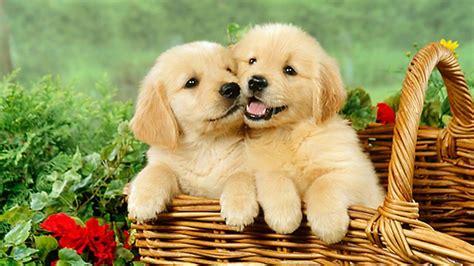 See golden retriever pictures, explore breed traits and characteristics. Really Cute Puppies Golden Retriever Playing - YouTube