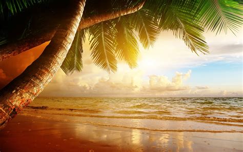 Beach Sand Landscape Palm Trees Wallpaper Coolwallpapersme