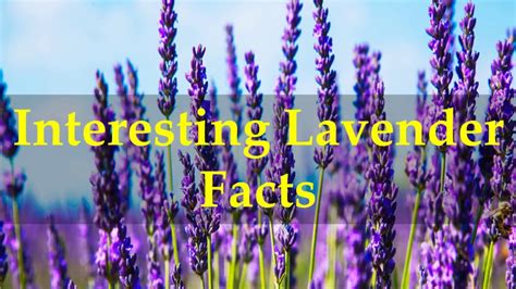 Interesting Lavender Facts Youtube