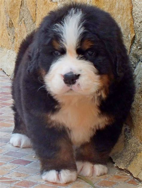 43 Great Pyrenees Bernese Mountain Dog For Sale Photo