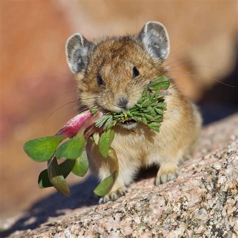 The American Pika Eats A Variety Of Plants But It Selects Poisonous