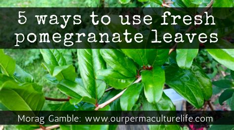 Trees of all kinds are the backbone of a garden. 5 Ways To Use Pomegranate Leaves - Our Permaculture Life