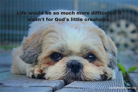 Their presence very often helps us get through trying times. Prayers for Animals, Dogs, Pets, and Cats - Our Father Prayer