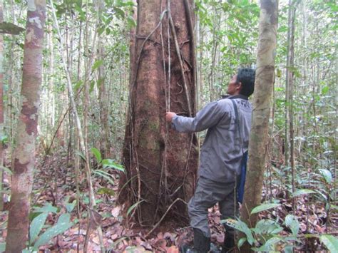 Mengenal Hutan Konservasi Di Indonesia Prcf Indonesia