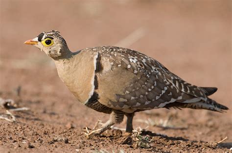 Double Banded Sandgrouse Photo Ed Agter Photos At