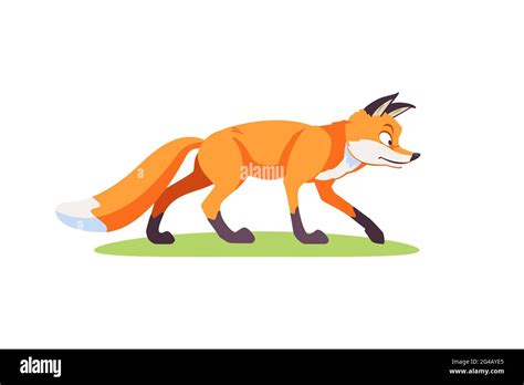 Cute Cartoon Fox On The Hunt Side View Vector Illustration Isolated On White Background Stock