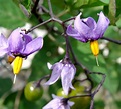 Solanaceae; Acnistus; Brugmansia; Dunalia
