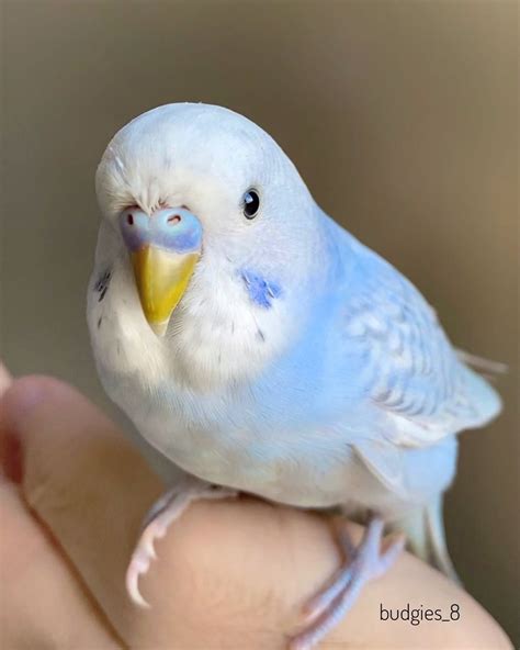 Budgies8 On Instagram Have You All Realised The Shape Of A Budgie