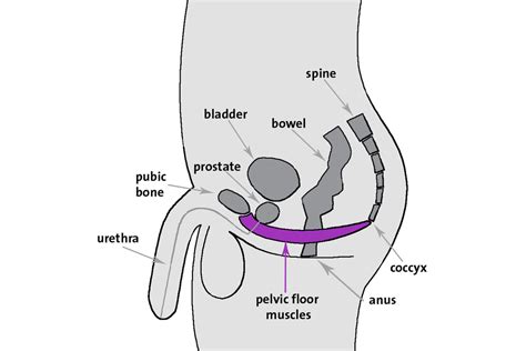 Pelvic Anatomy Male Pelvis Location Male Anatomy Pelvis Muscles