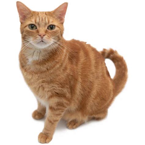 Orange Cat Standing Cutout Zazzle