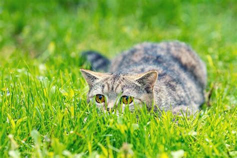Do Indoor Cats Need To Eat Grass Cat Grass Benefits Little Miss Cat