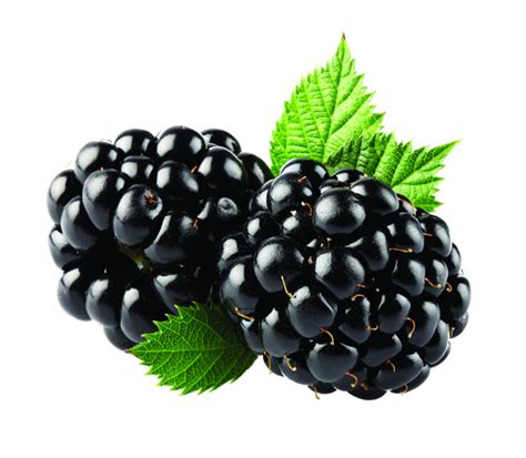 Blackberry Pngs For Free Download