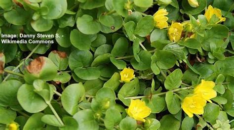 27 Ground Cover Plants With Yellow Flowers With Pictures