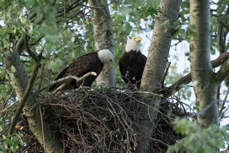 Bald Eagle Sex The Acrobatic Mating Of Americas National Bird Live Science