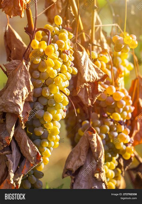 Golden Ripe Grapes Image And Photo Free Trial Bigstock
