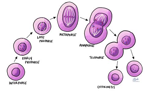 Mitosis Process And Different Stages Of Mitosis In Cell Division Images And Photos Finder