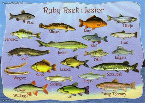 Ryby występujące w Polsce Ryby w Polskich rzekach Ryby w Polskich