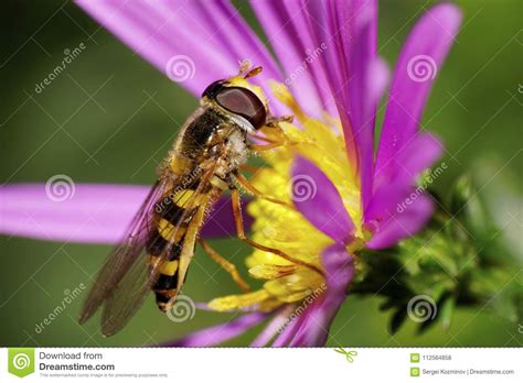 Caucasian Striped Yellow And Black Fly Hoverfly On A Large Flower