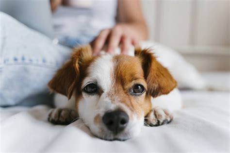 Por Qué Mi Perro Se Sienta Sobre Mis Pies Foto 1