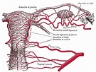 Artery of round ligament of uterus - Wikipedia