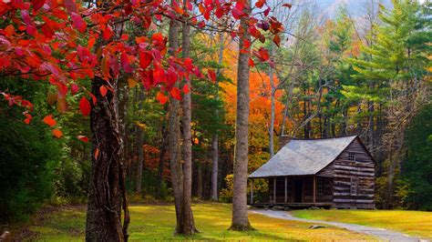 Cabin 4k Wallpaper 3840x2160 Forest Wallpaper Tree