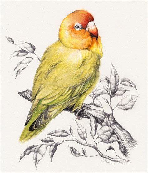 Love Bird Drawing At Getdrawings Free Download