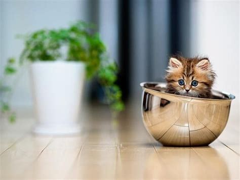 Photos Australian Photographer Is Tokyos Zen Master Of Cute Kitten