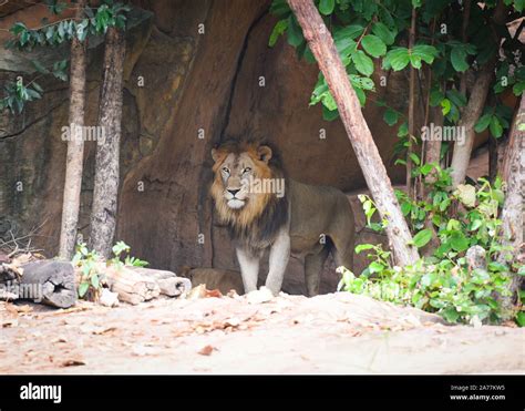 Lion In Cave Hi Res Stock Photography And Images Alamy