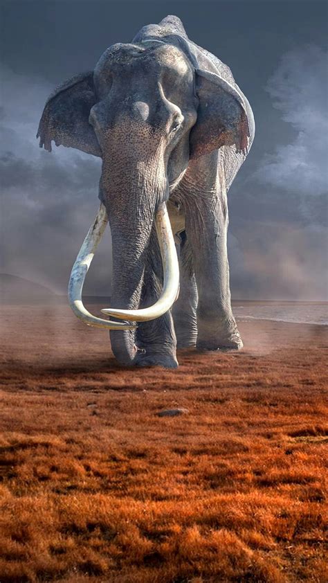 Top 61 Elephant Wallpaper Phone Incdgdbentre