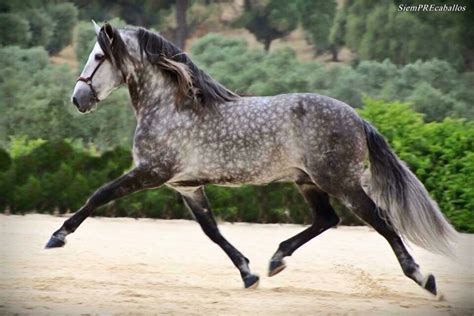 Kathiyawadi Horse Andalusian Horse Draft Horses All The Pretty