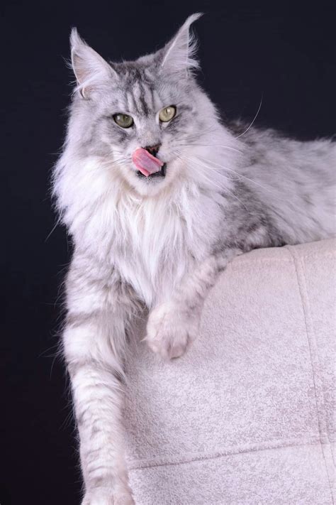 Grey And White Maine Coon Cat Catchj