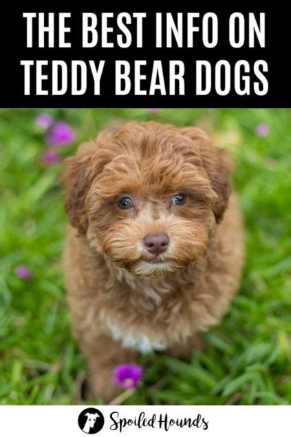 Shichons are a cross between a bichon frise and shih tzu. Teddy Bear Dog Breed Info and Photos - Spoiled Hounds