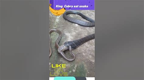 King Cobra Eat Snake Youtube