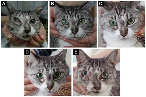 Nasal Lymphoma In Cats Symptoms Nadene Toliver