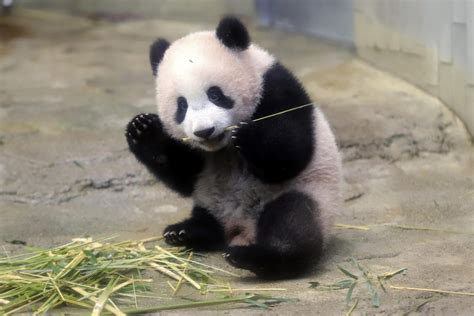 Adorable Footage Shows Baby Panda Xiang Xiangs Debut Appearance At