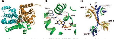 Pdf Cyclic Nucleotide Phosphodiesterases Molecular Regulation To