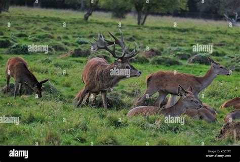 Red Deer Mating Seasons Stock Photo Alamy