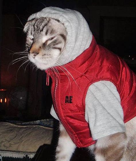 30 Funny Photos Of Gangster Cats Fun Toxin