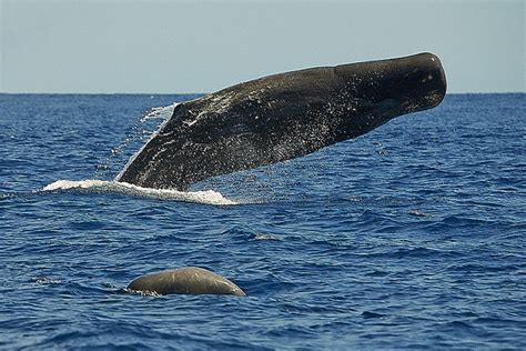 Sperm Whale Breaching Physeter Macrocephalus By Cetacean Nation