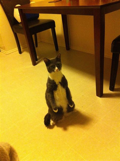15 Cats Who Prefer To Stand Thank You Very Much Funny Cat Faces Funny