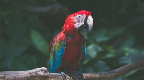 Click to see our best video content. Download wallpaper 1920x1080 parrot, macaw, bird, branch, red full hd, hdtv, fhd, 1080p hd ...