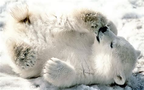 1920x1200 Bear Polar Bear Cub Playful Snow Lying Wallpaper