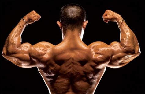 Bodybuilding Back Muscles