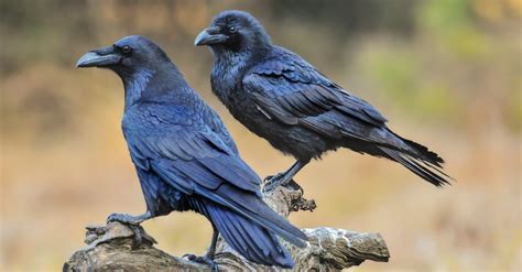 Common Raven Bird Facts Corvus Corax A Z Animals