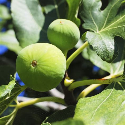 North carolina produces 98 million pounds of apples each year, good for no. How to Grow Fig Trees in North Carolina | eHow